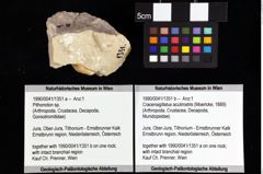 Foto (Objket + Etiketten) von Cracensigillatus acutirostris (Moericke, 1889) 